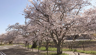 信楽の桜スポット